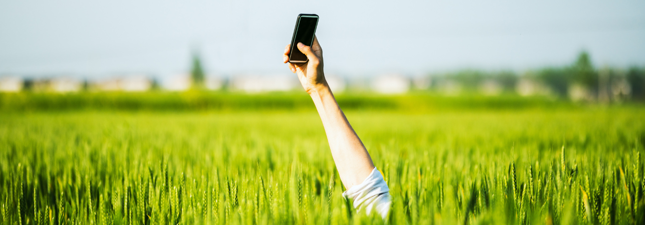 SP-Box_Sammeldrache_Header Eine Handy hält ein Smartphone aus einem grünen Feld raus.